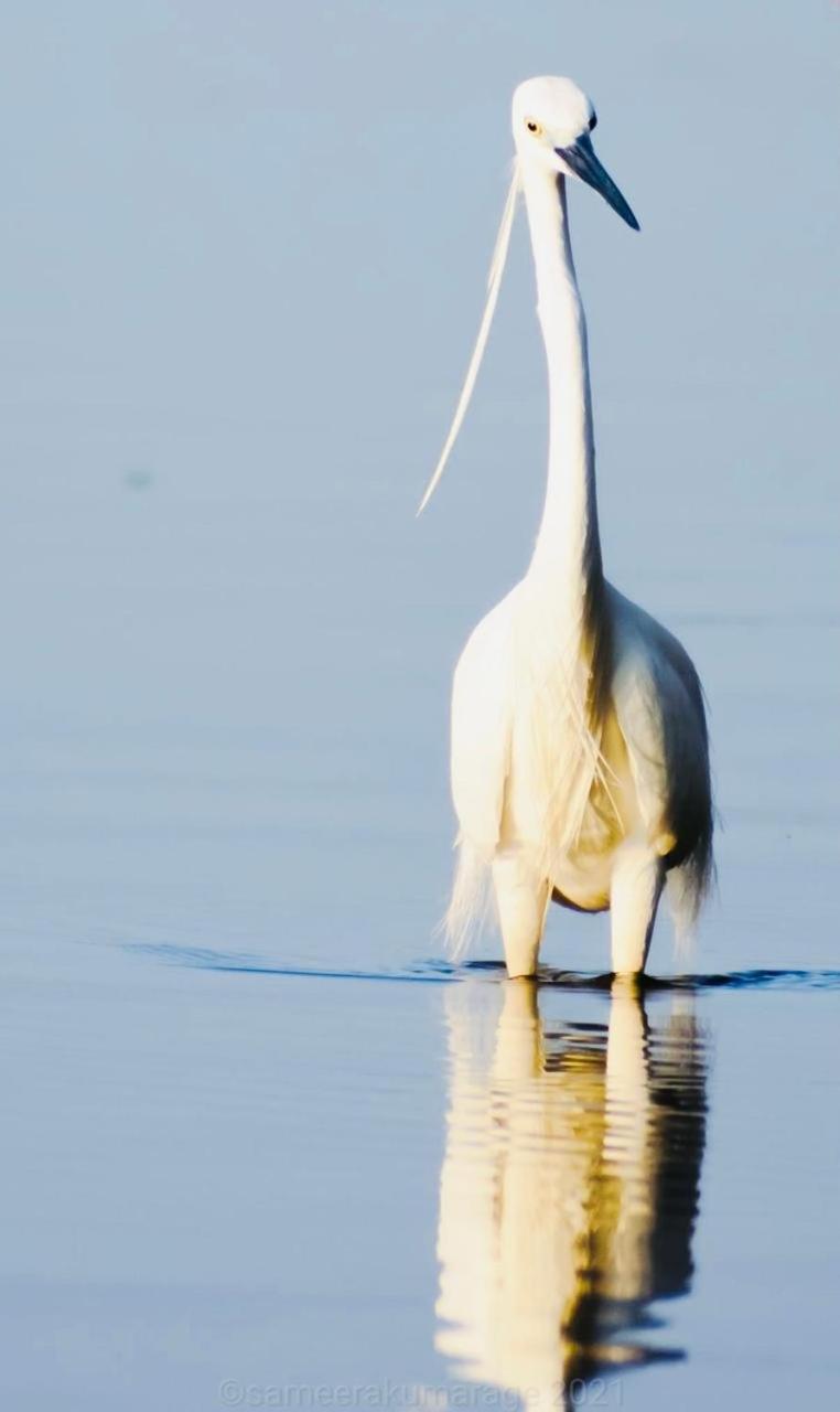 Pelican Lake ウダワラウェ エクステリア 写真